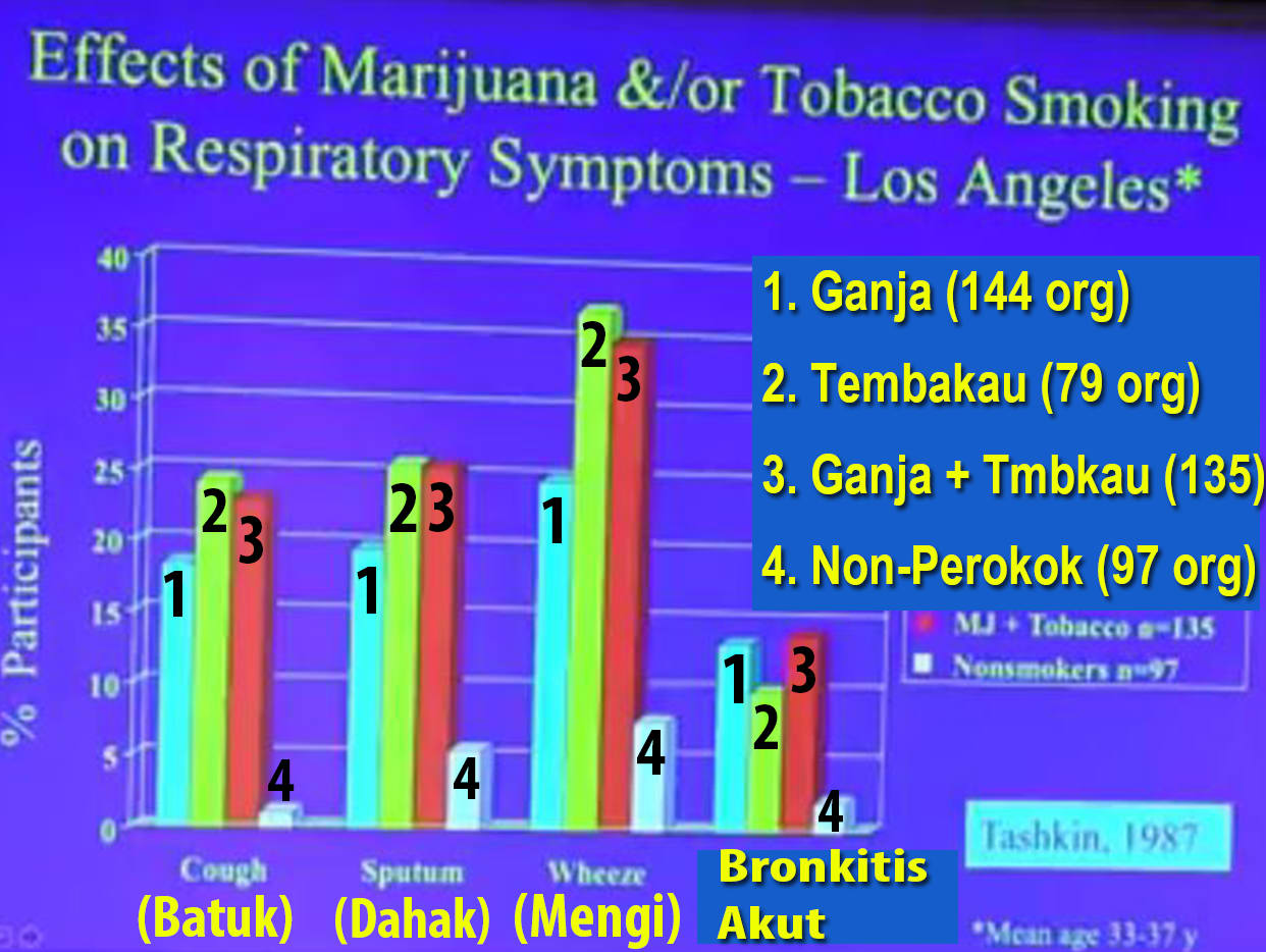dampak merokok ganja terhadap fungsi paru